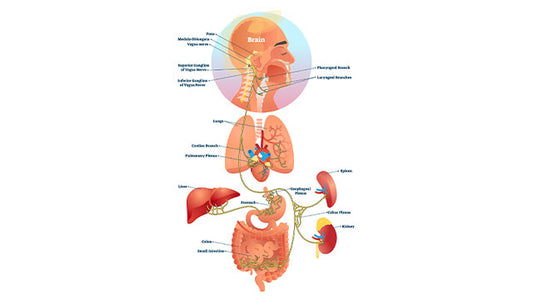 Vagus Nerve